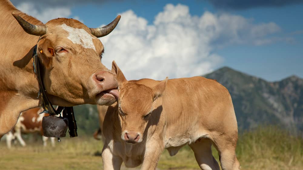 Foto di proprietà dell'Azienda Agricola #FAICHEESE