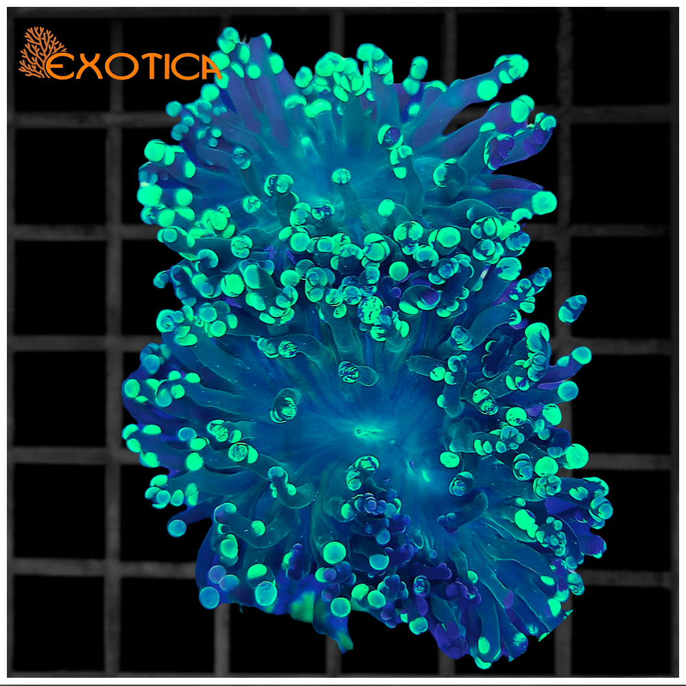 Euphyllia Paradivisa