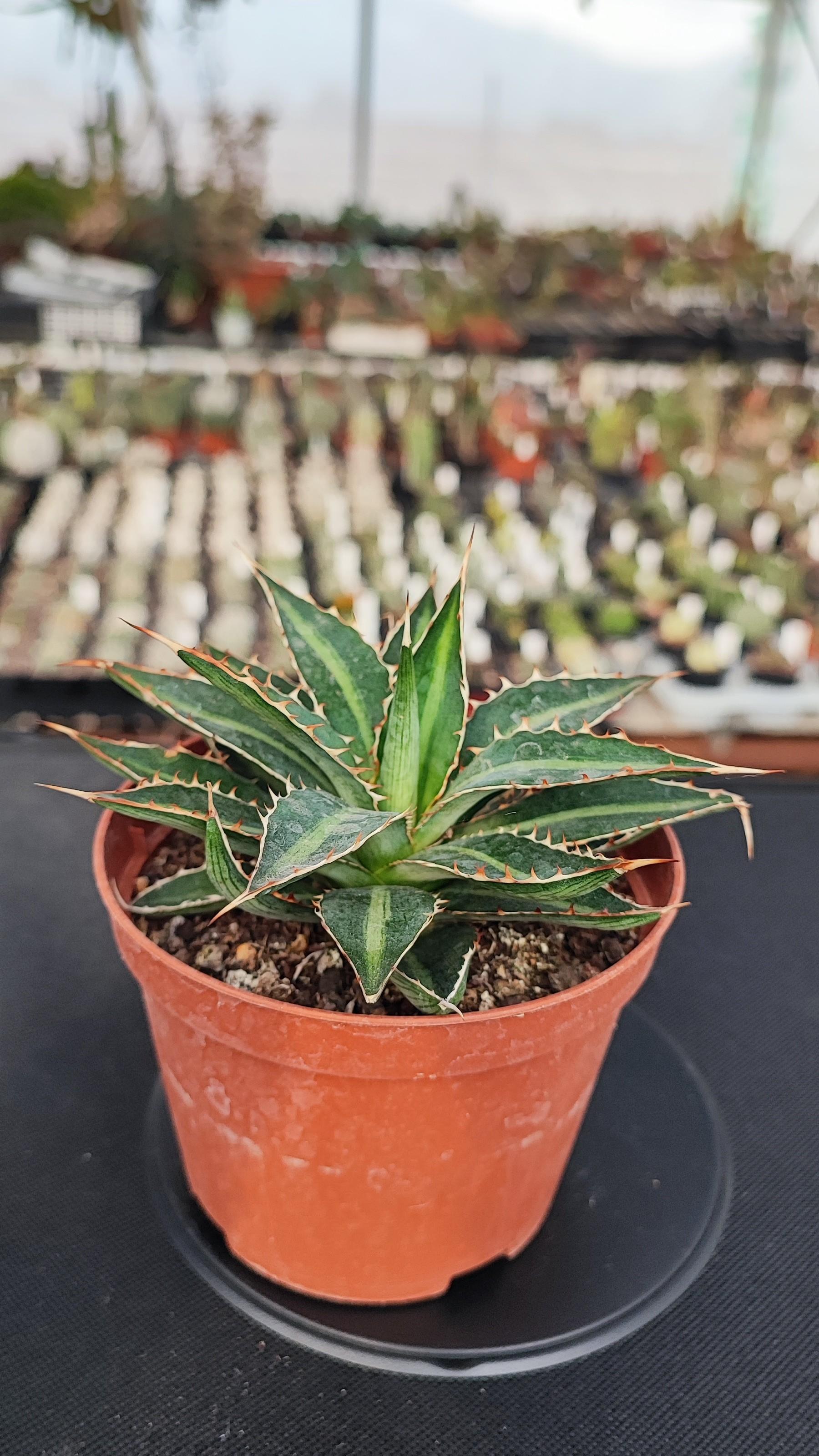 Agave lophantha