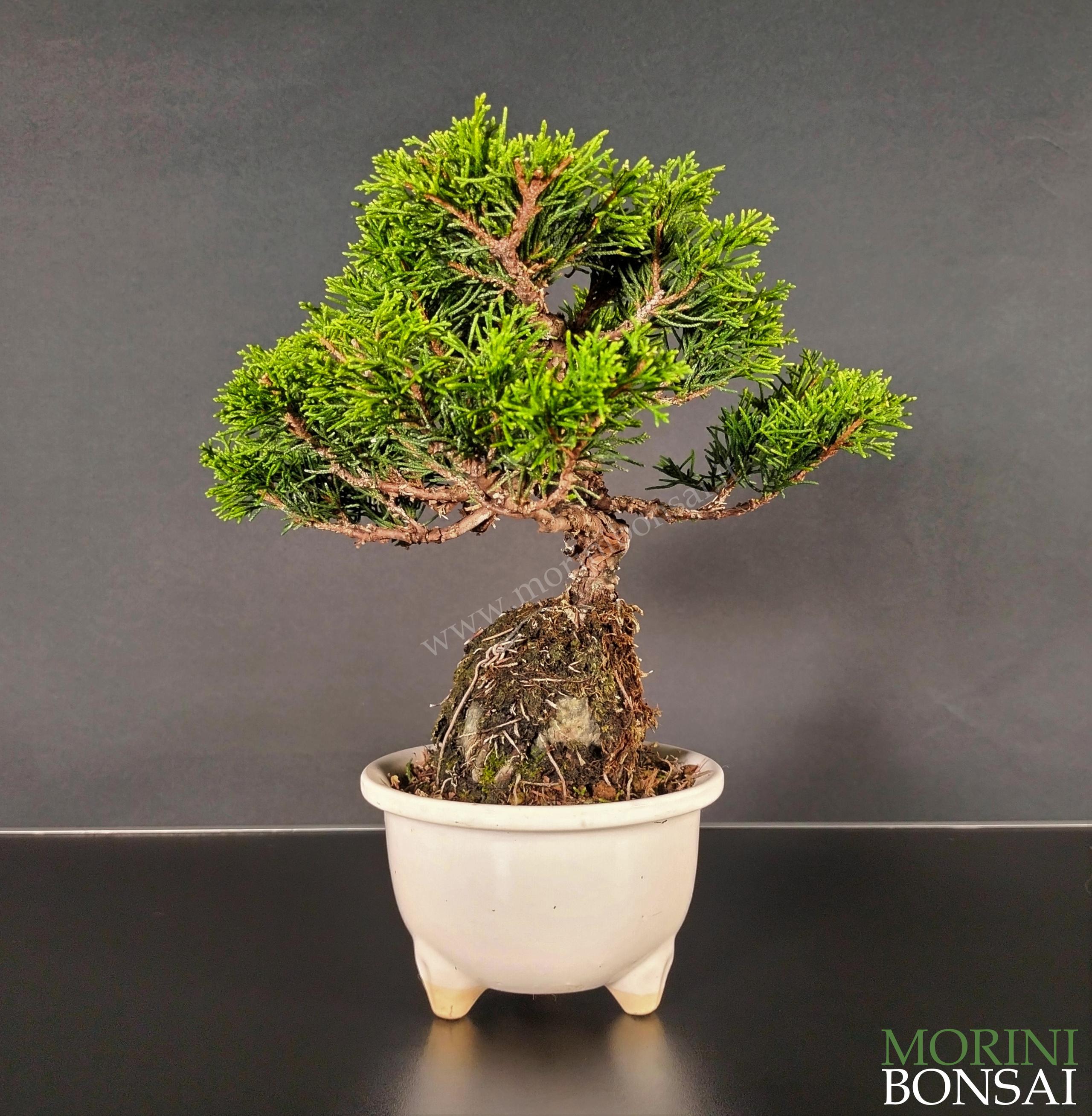 JUNIPERUS ITOIGAWA GI205