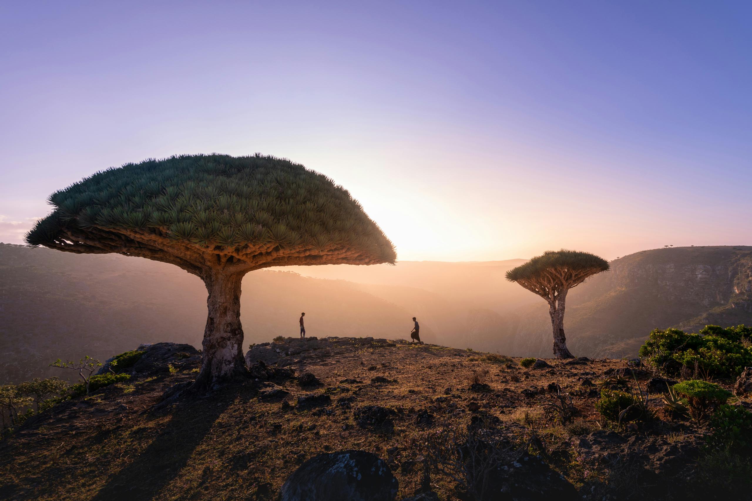 YEMEN AL HAYMA