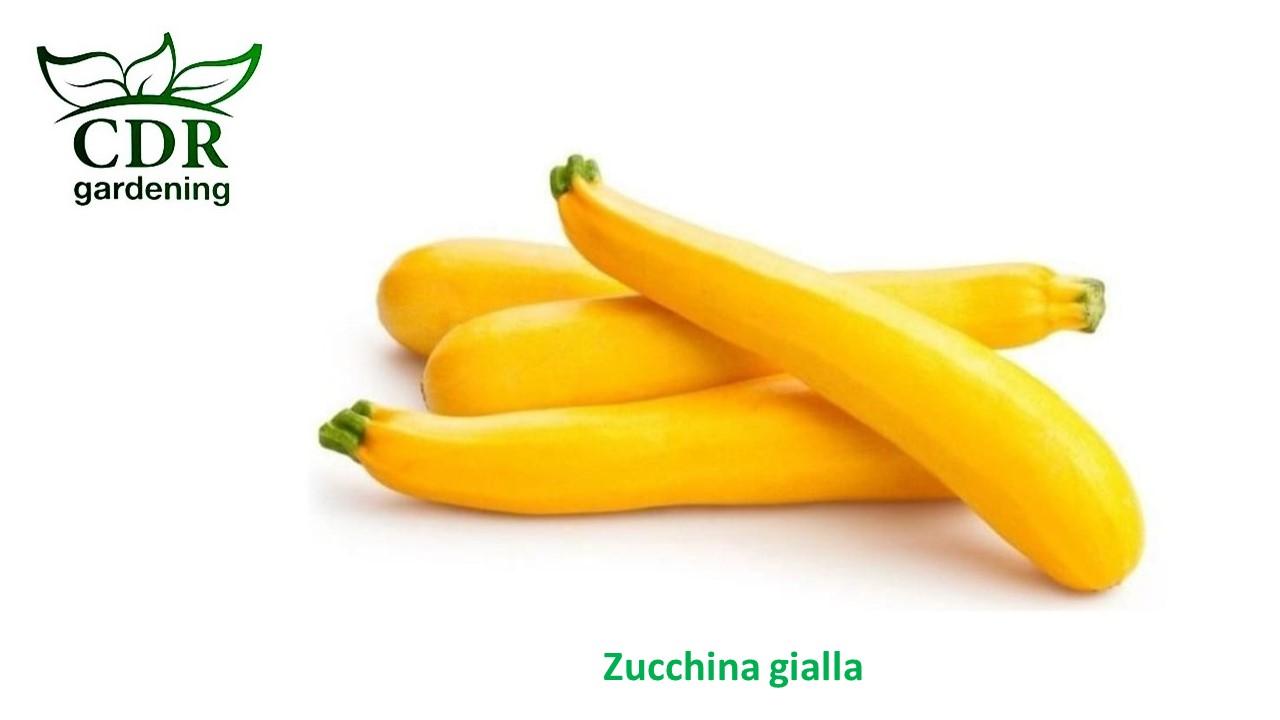 Zucchina gialla
