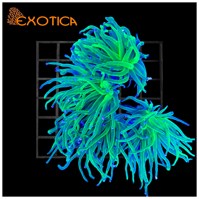 Euphyllia Glabrescens