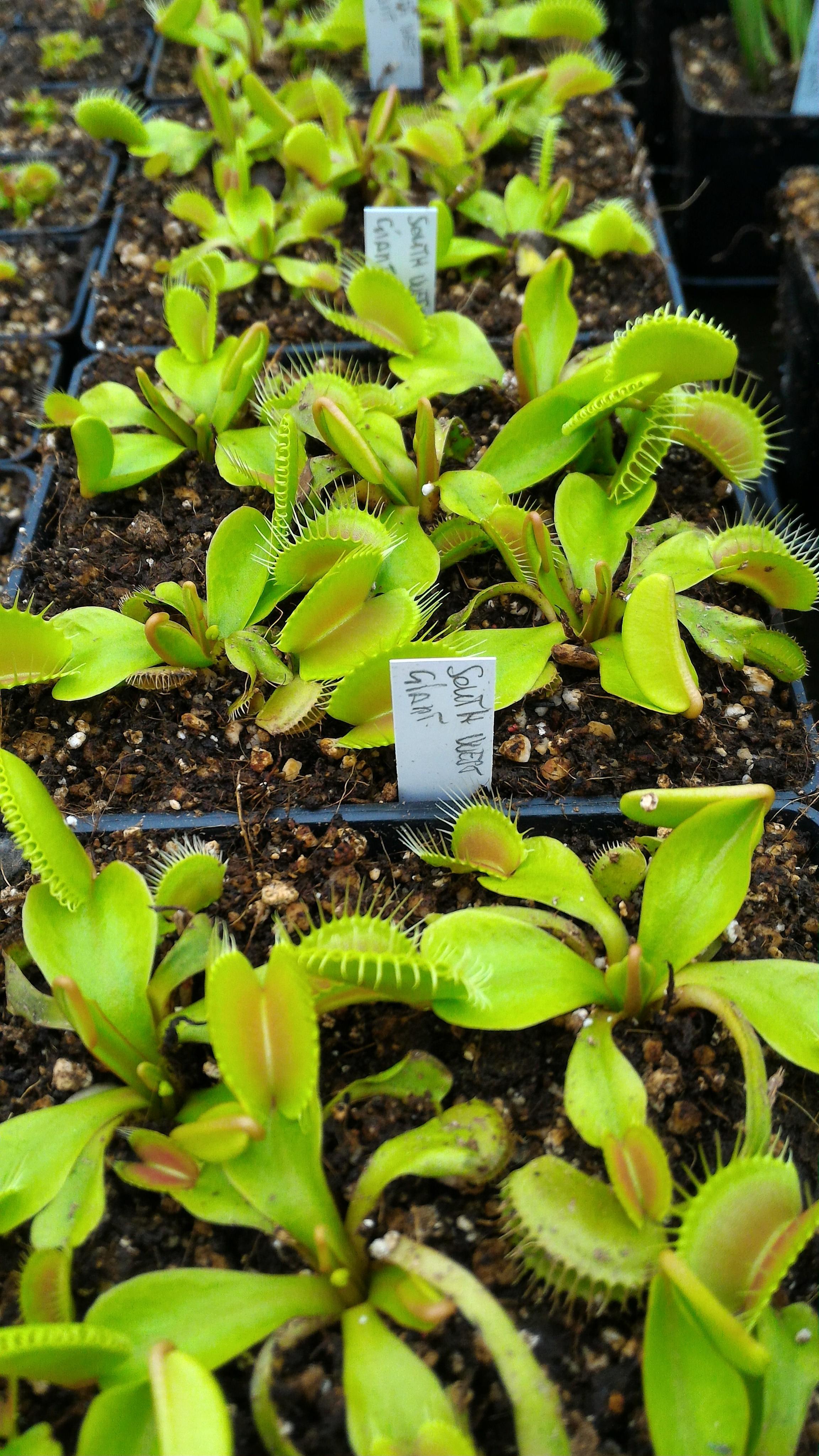 Dionaea muscipula in cultivar (40+ cultivars disponibili)