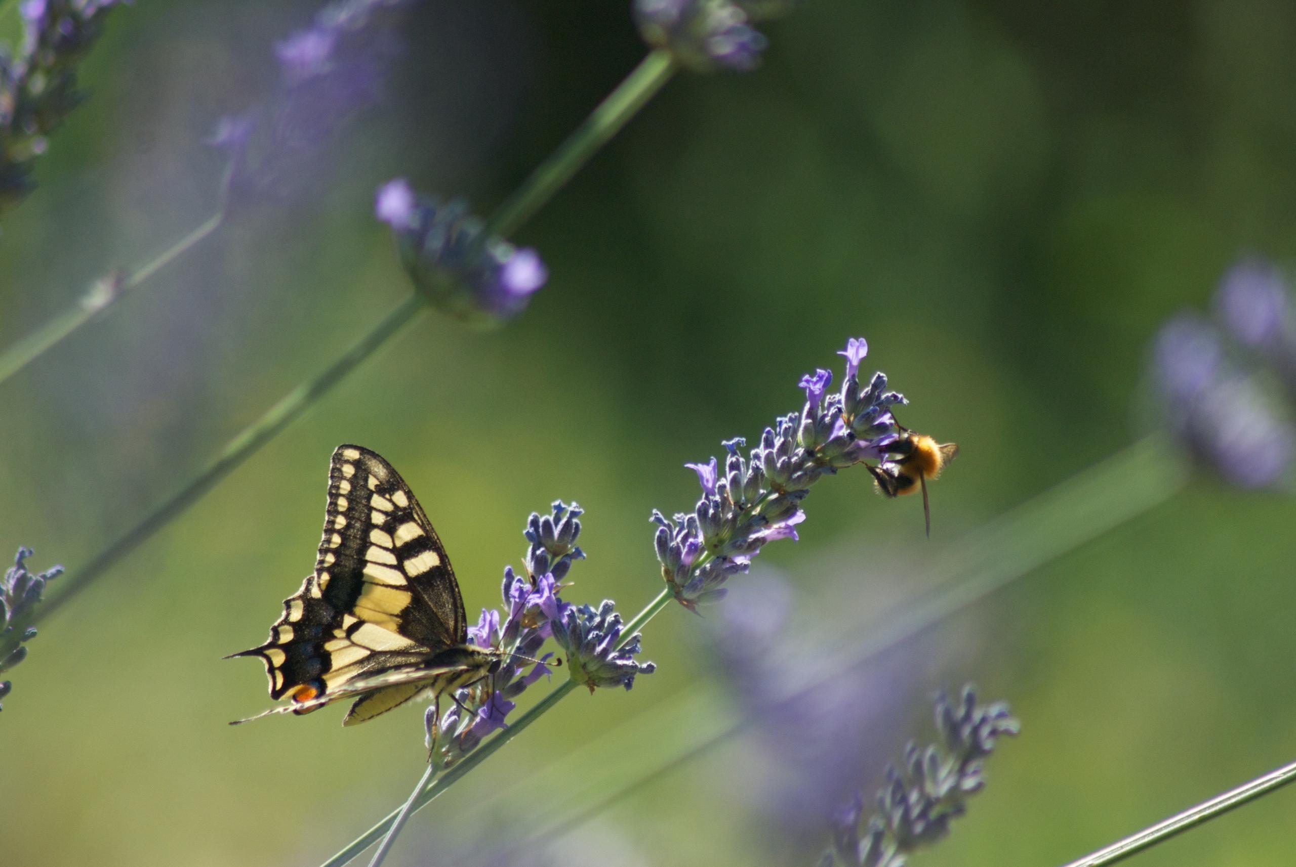 Foto farfalla su lavanda ©ChiaraOrtolani