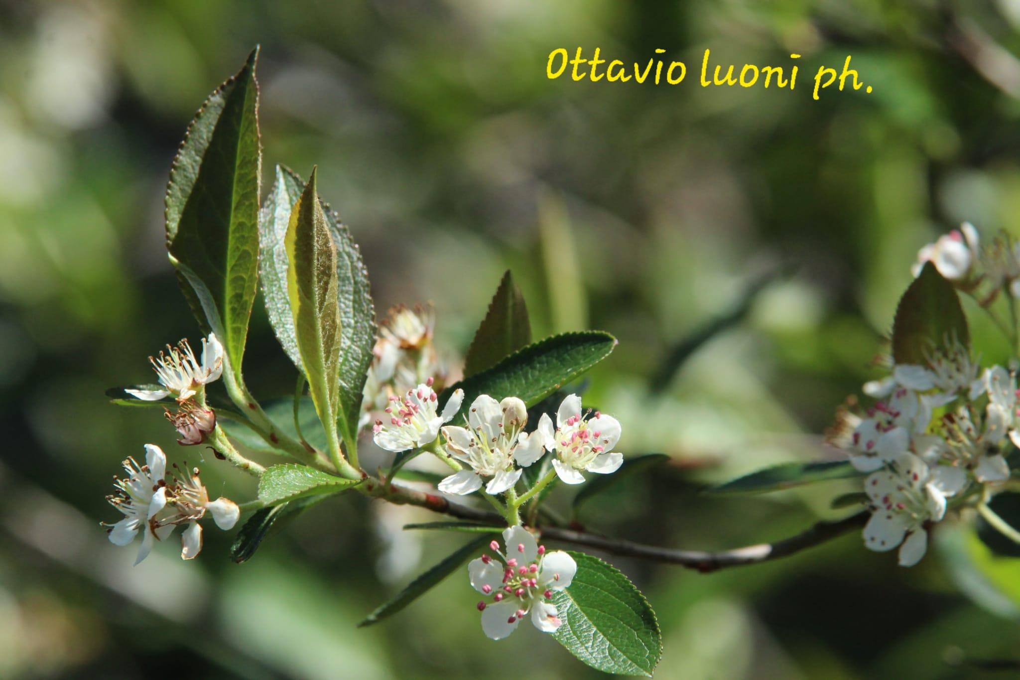 Foto di proprietà del Giardino Alpinia