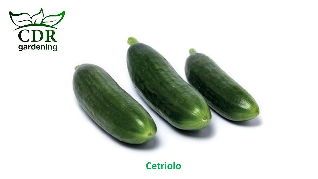 Cetrioli