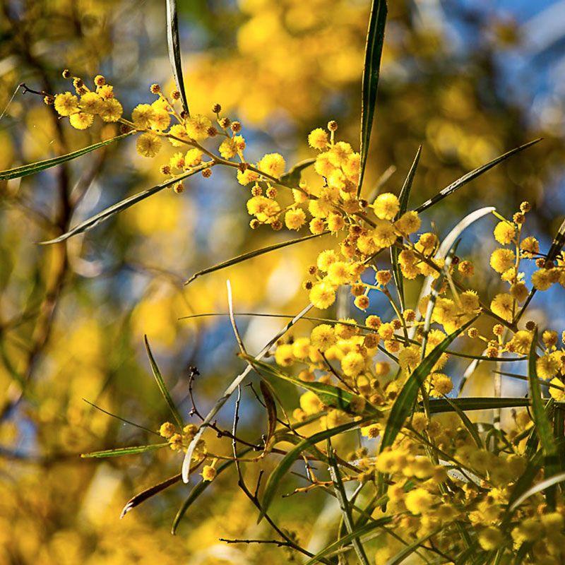 Sunshine Wattle