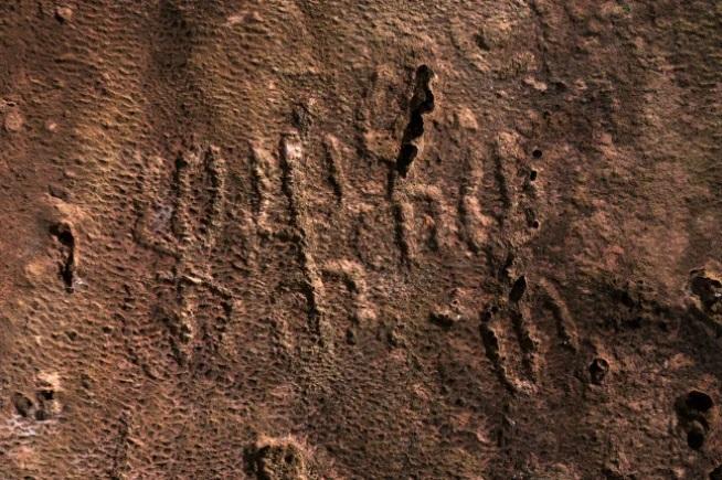 Petroglifi Bue Marino 2