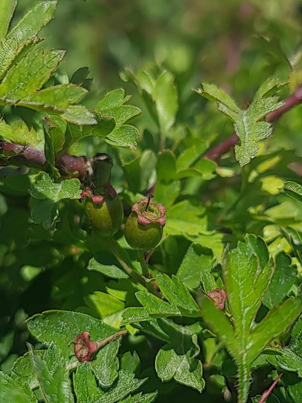 CRATAEGUS MONOGYNA (Biancospino) CM001