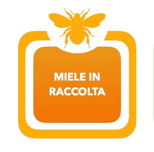 0003A - Miele Millefiori Biologico (Maggio) 500g