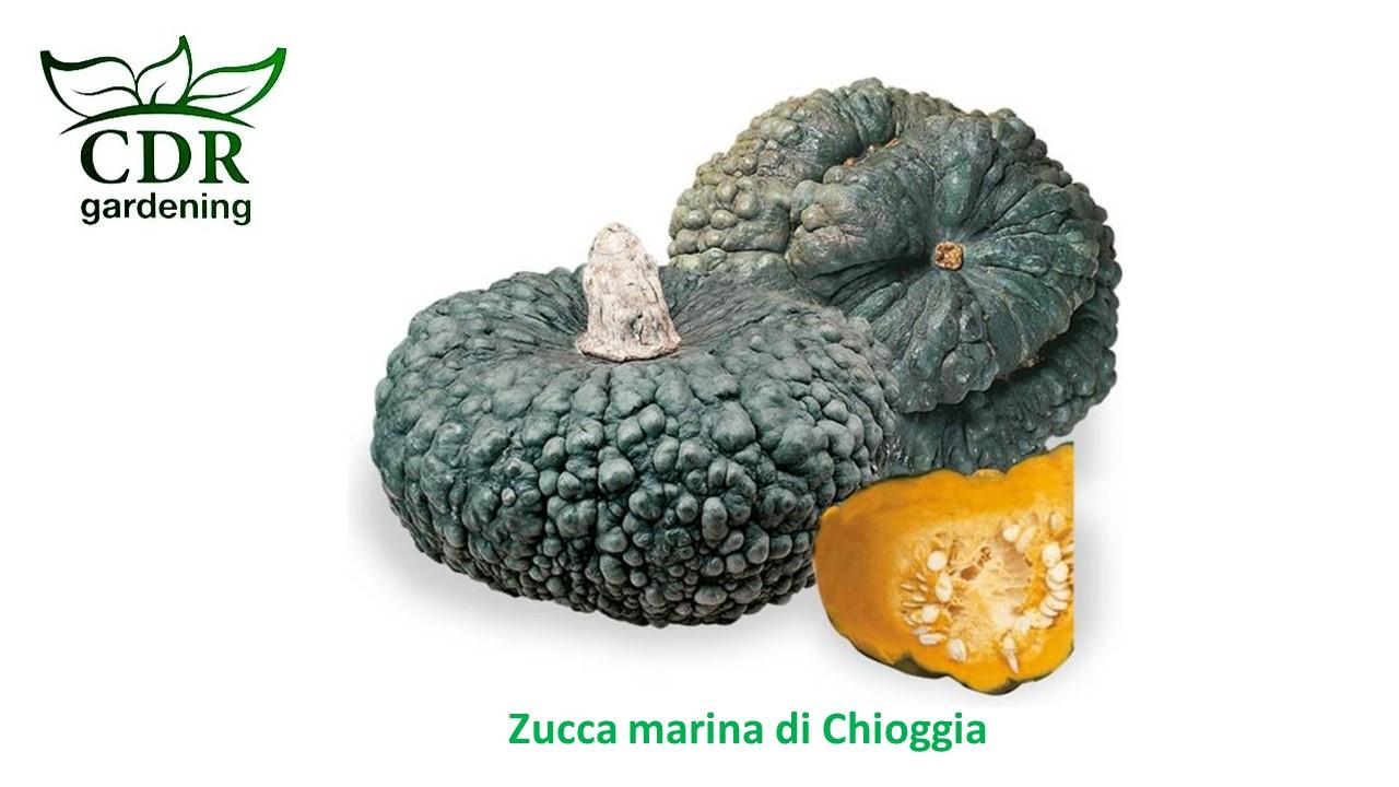 Zucca marina di Chioggia
