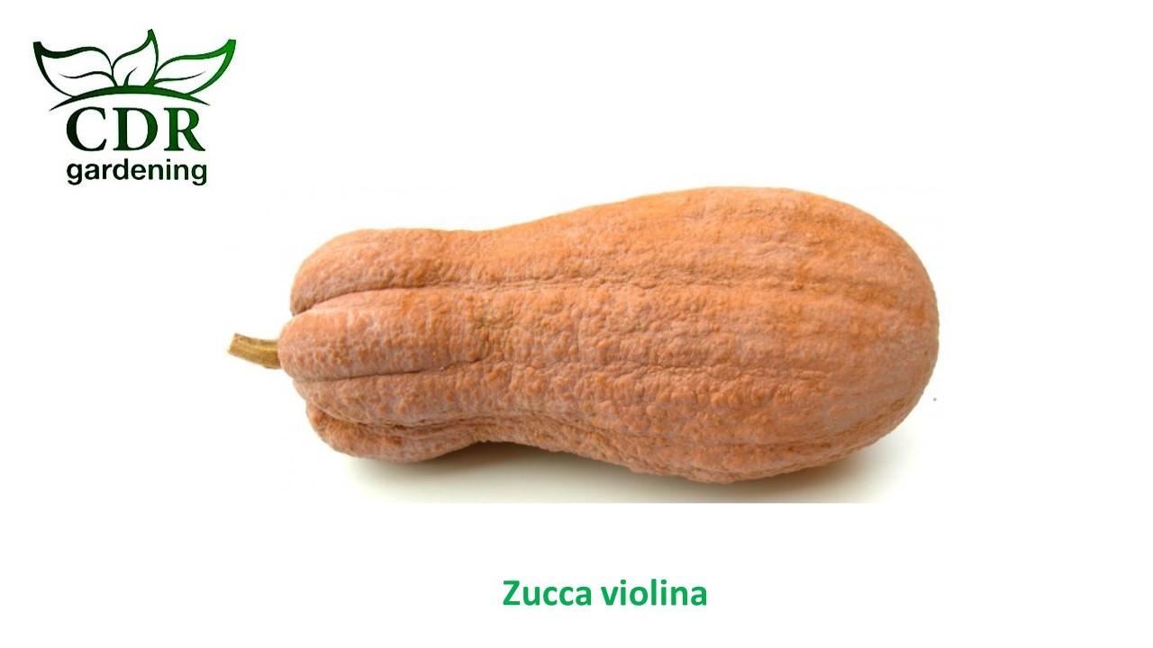 Zucca violina