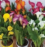 Calla colorata