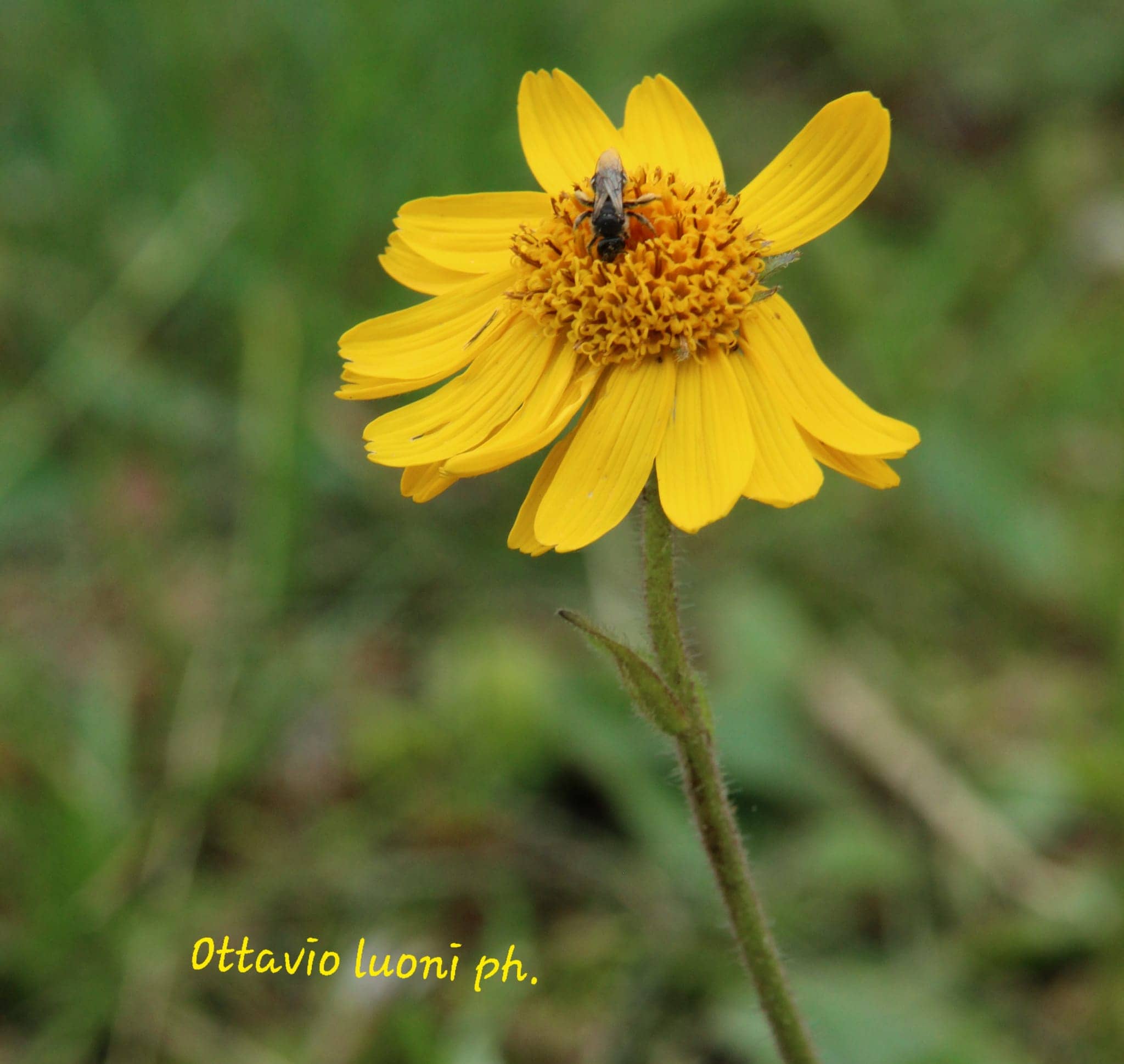 Foto di proprietà del Giardino Alpinia