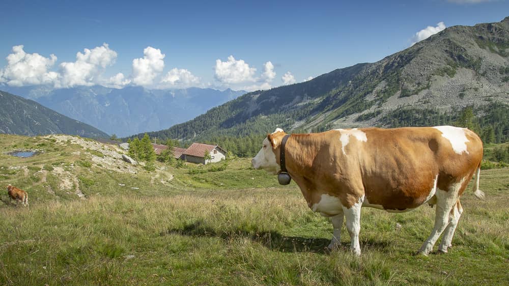 Foto di proprietà dell'Azienda Agricola #FAICHEESE