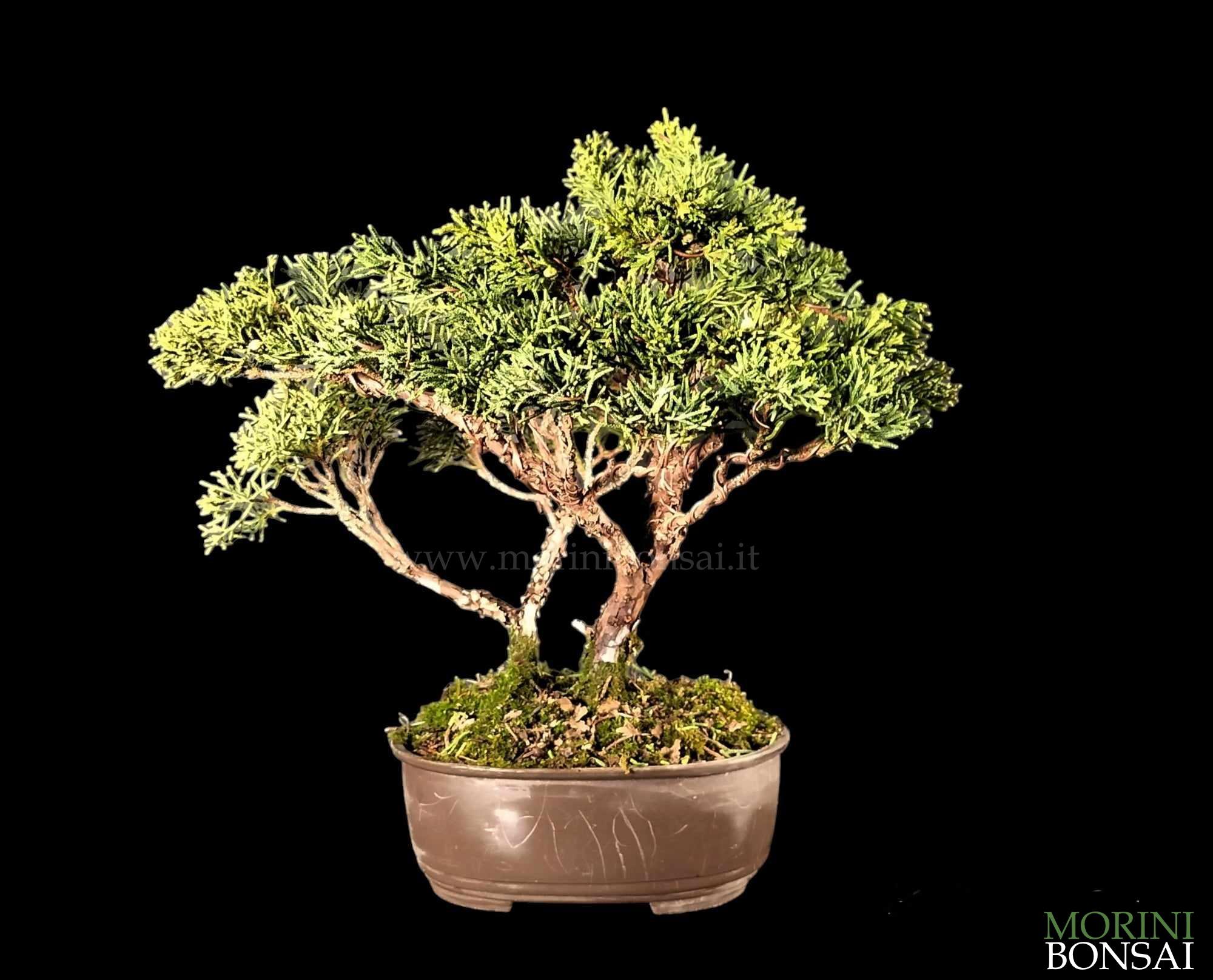 JUNIPERUS ITOIGAWA GI218