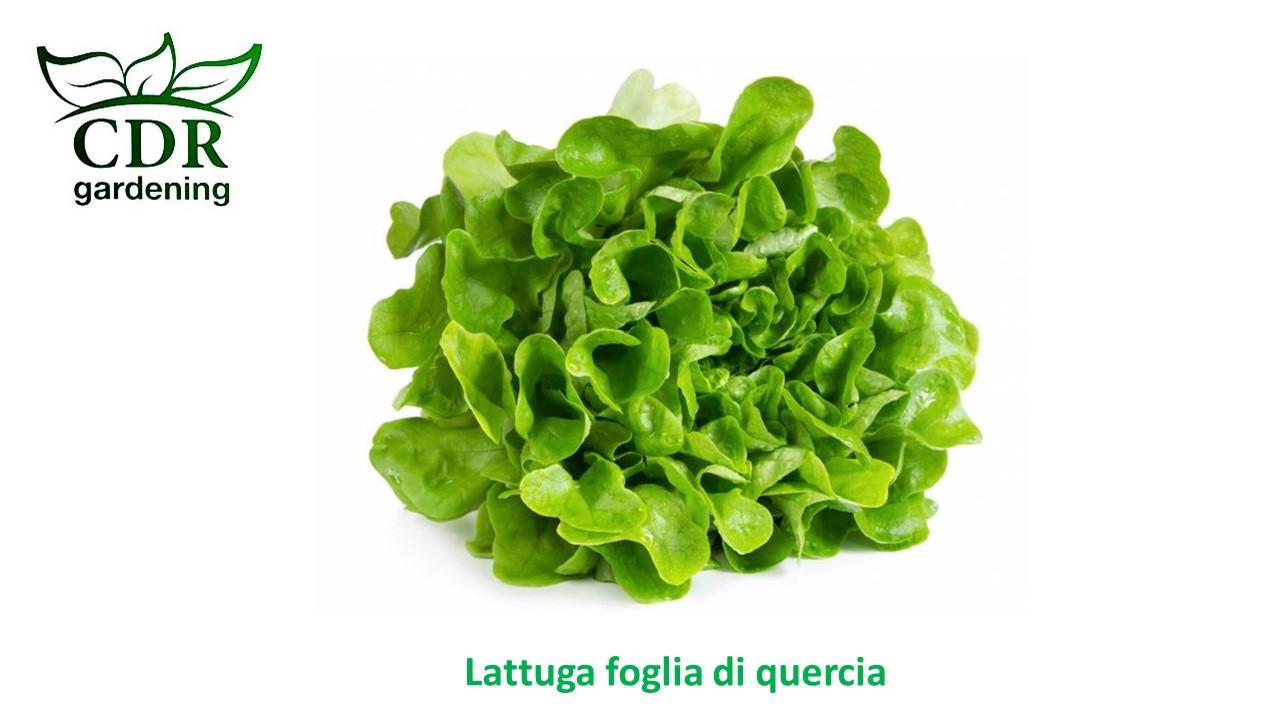 Lattuga foglia di quercia