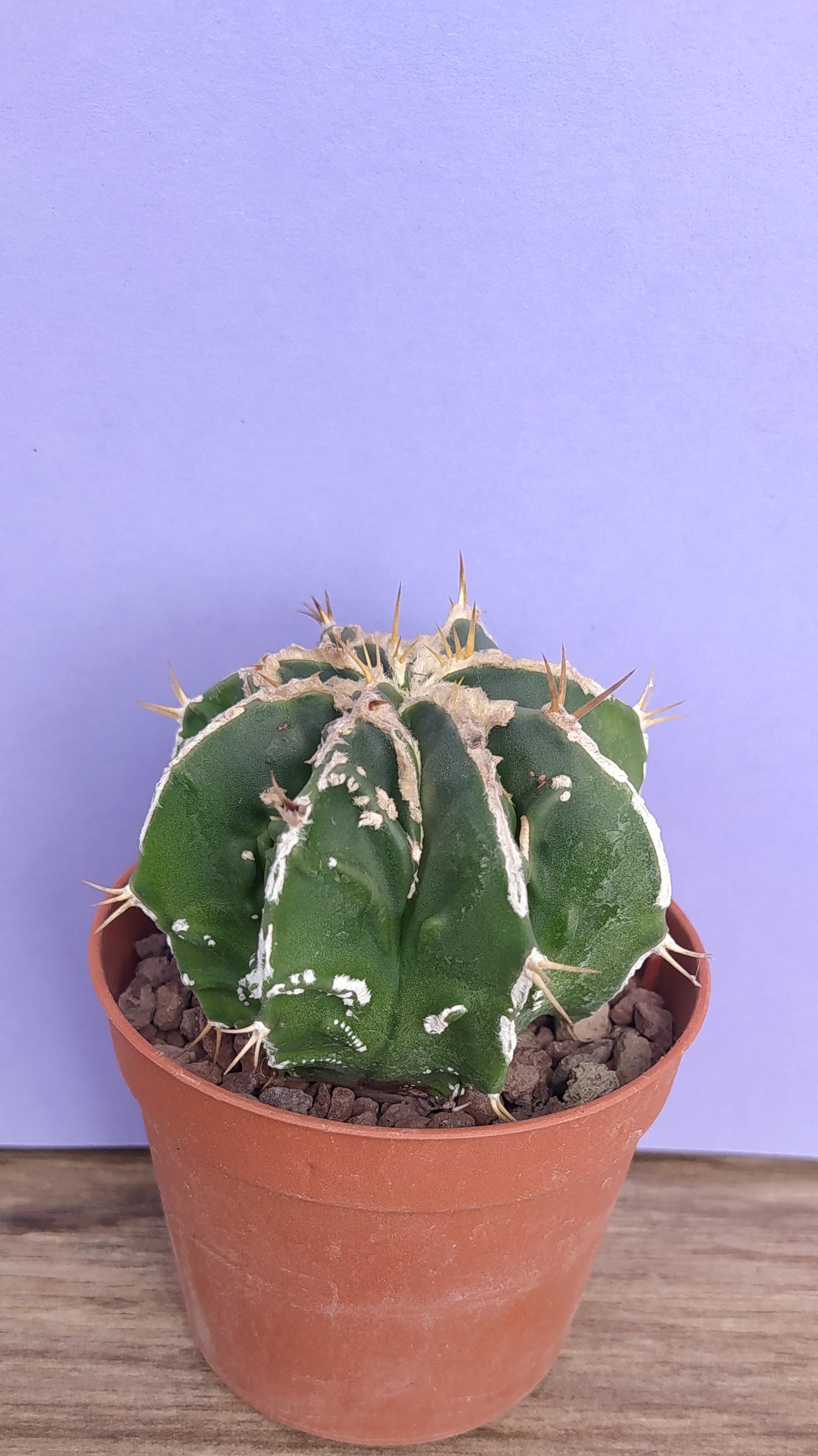 Astrophytum Ornatum  cv. Fukuryu Hania