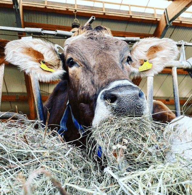 Foto di proprietà dell'Azienda Agricola #FAICHEESE