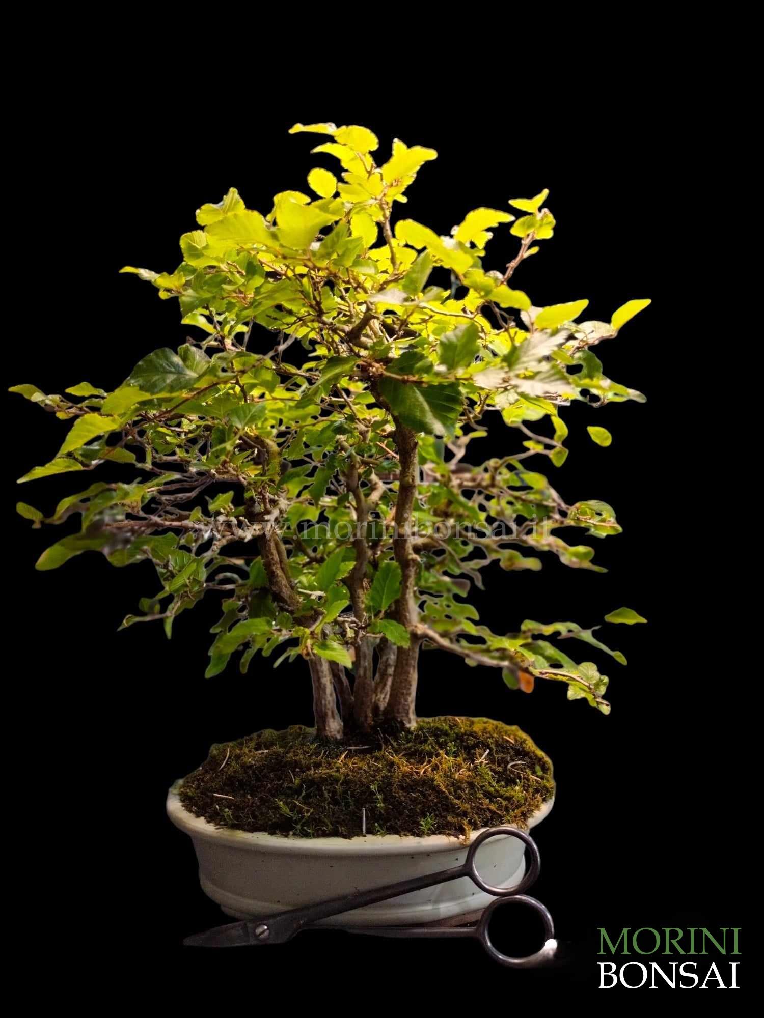 CARPINUS TURCZANINOWII CT008