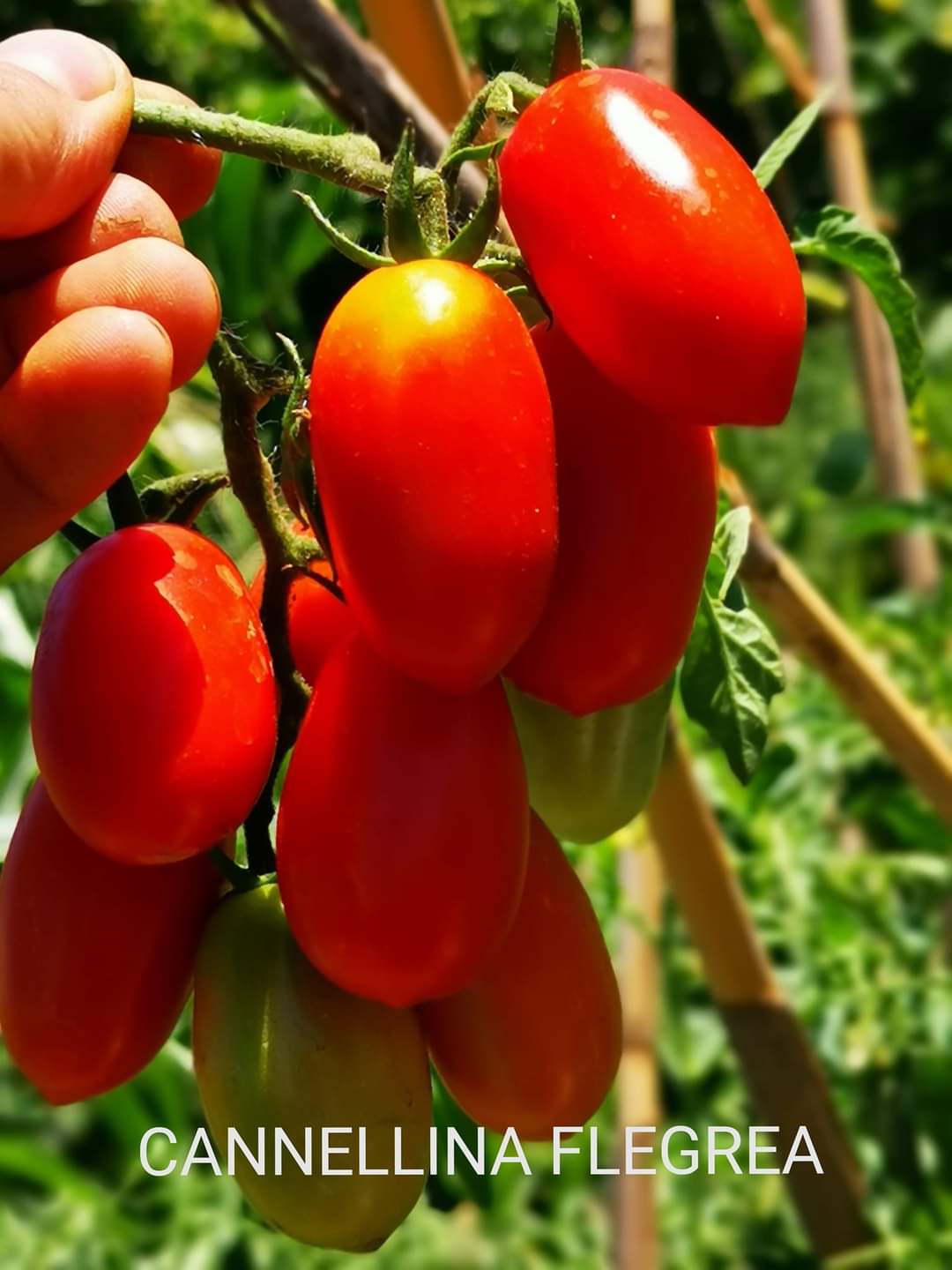 Sacchetto portasemi in omaggio 20 semi di Cannellina Flegrea