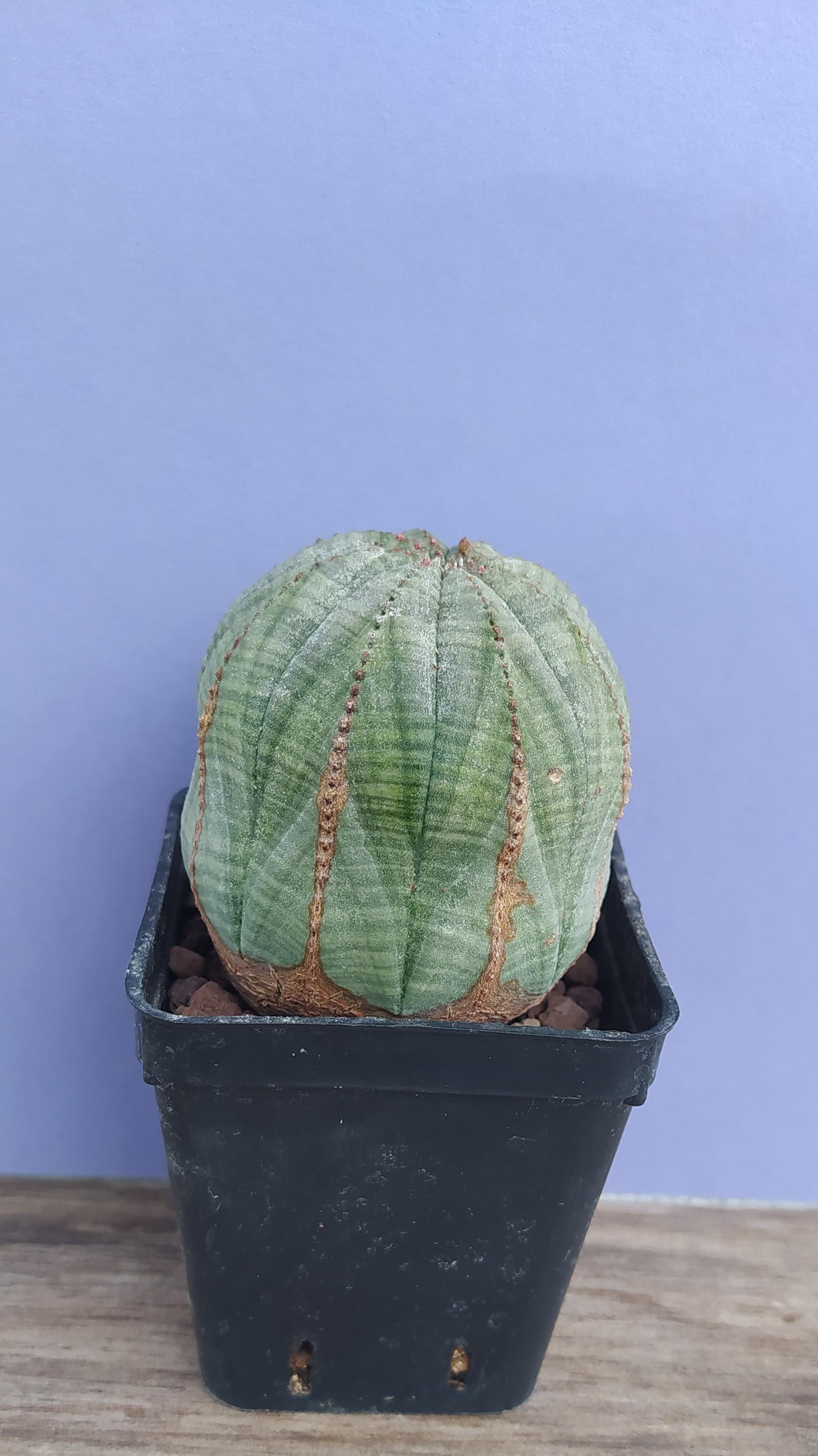 Euphorbia Obesa Symmetrica