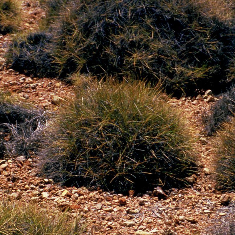 Spinifex