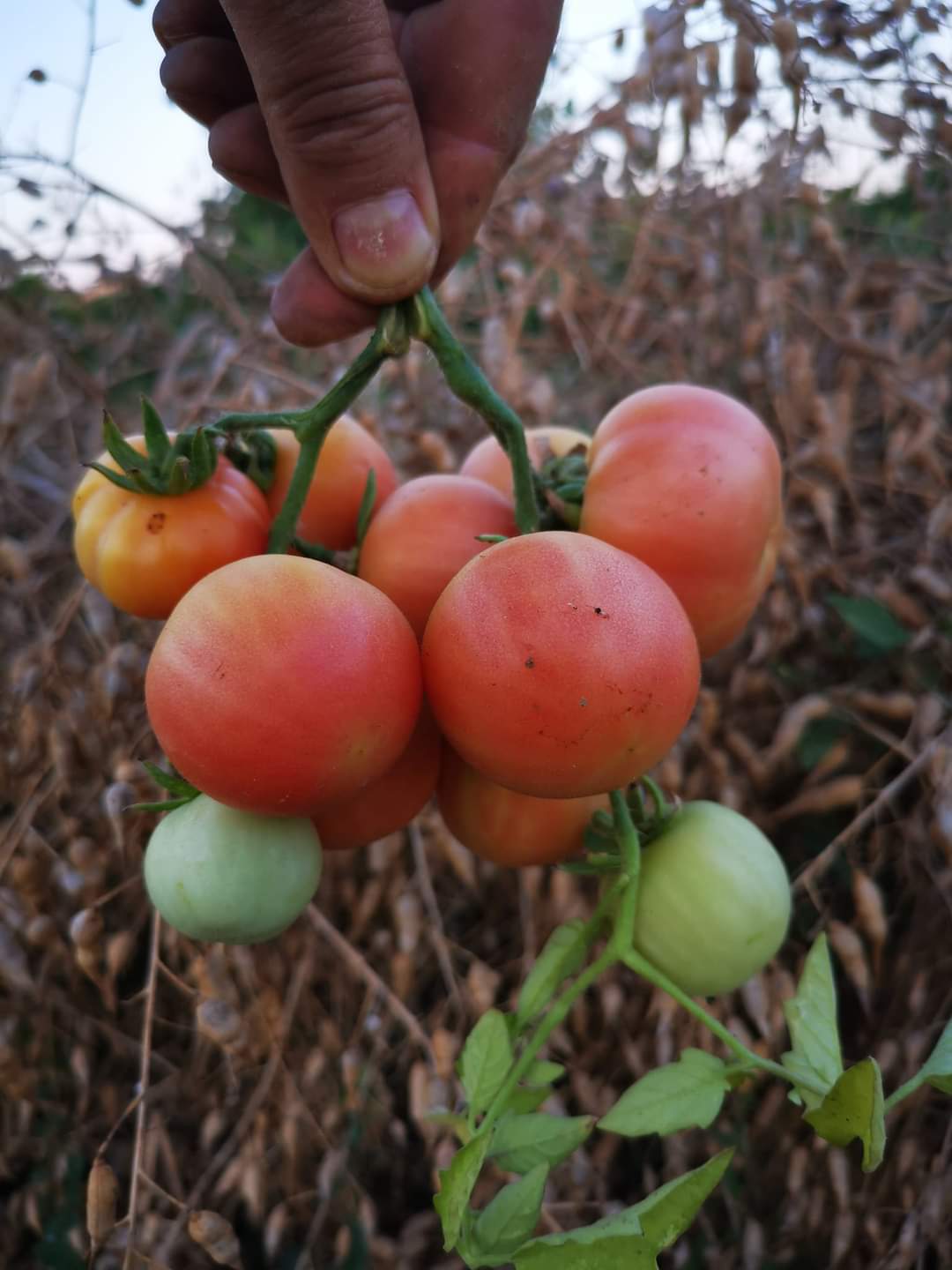 Sacchetto portasemi in omaggio 15 semi di Rosa di Ericino