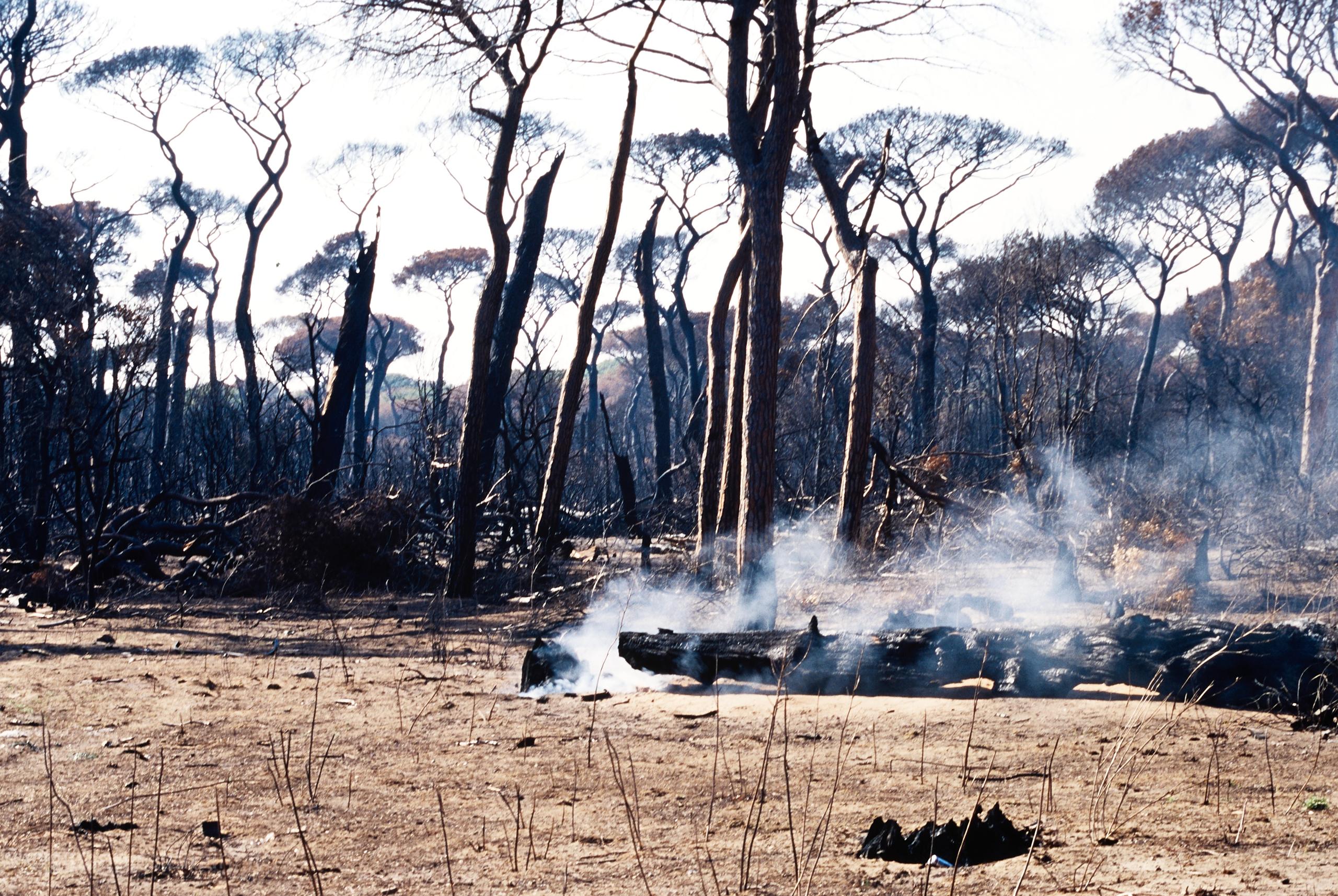 Incendio (foto da diapositiva)