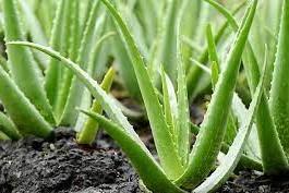 Aloe (aloe vera)