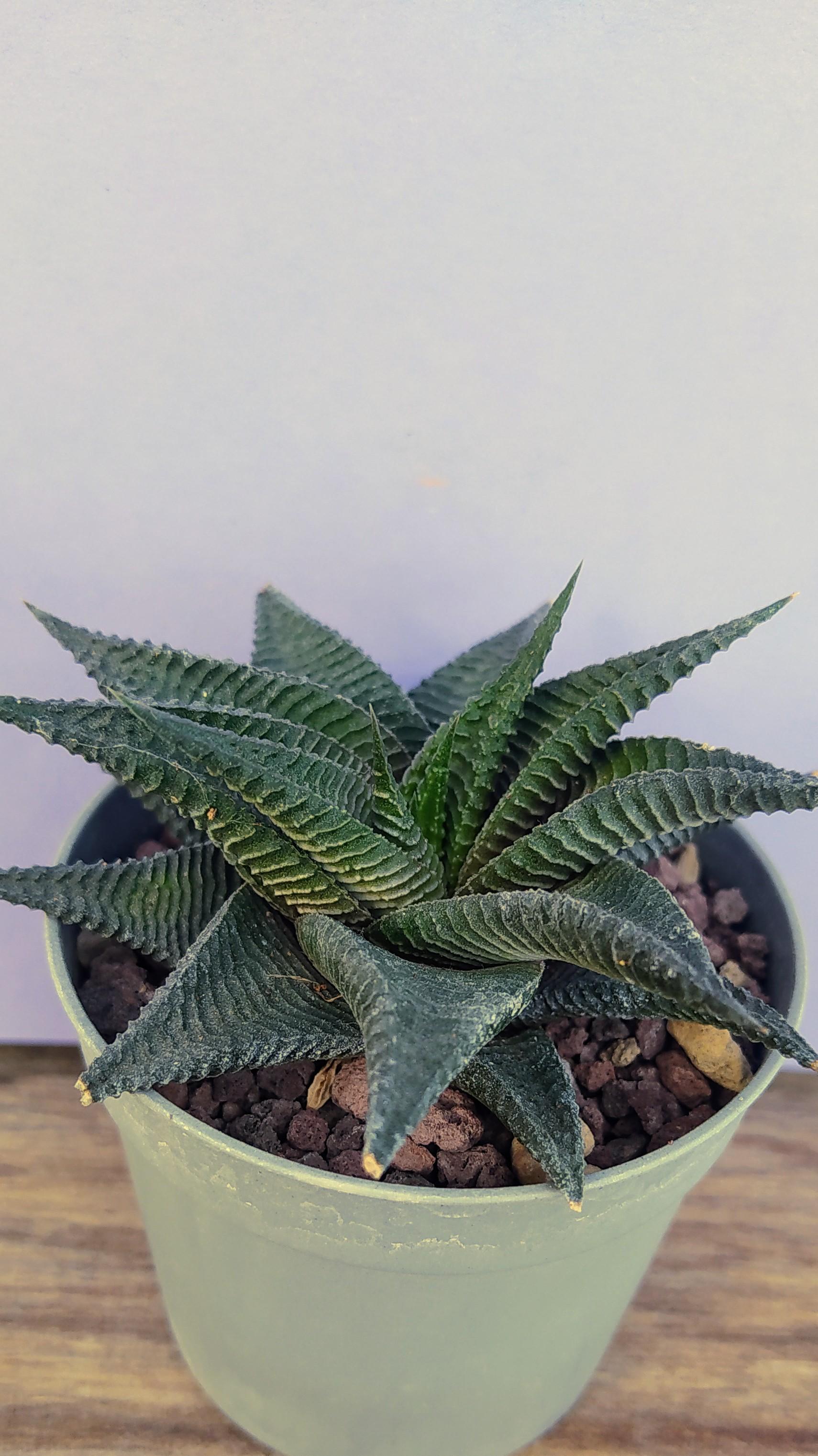 Haworthia Limifolia f.Spiralis