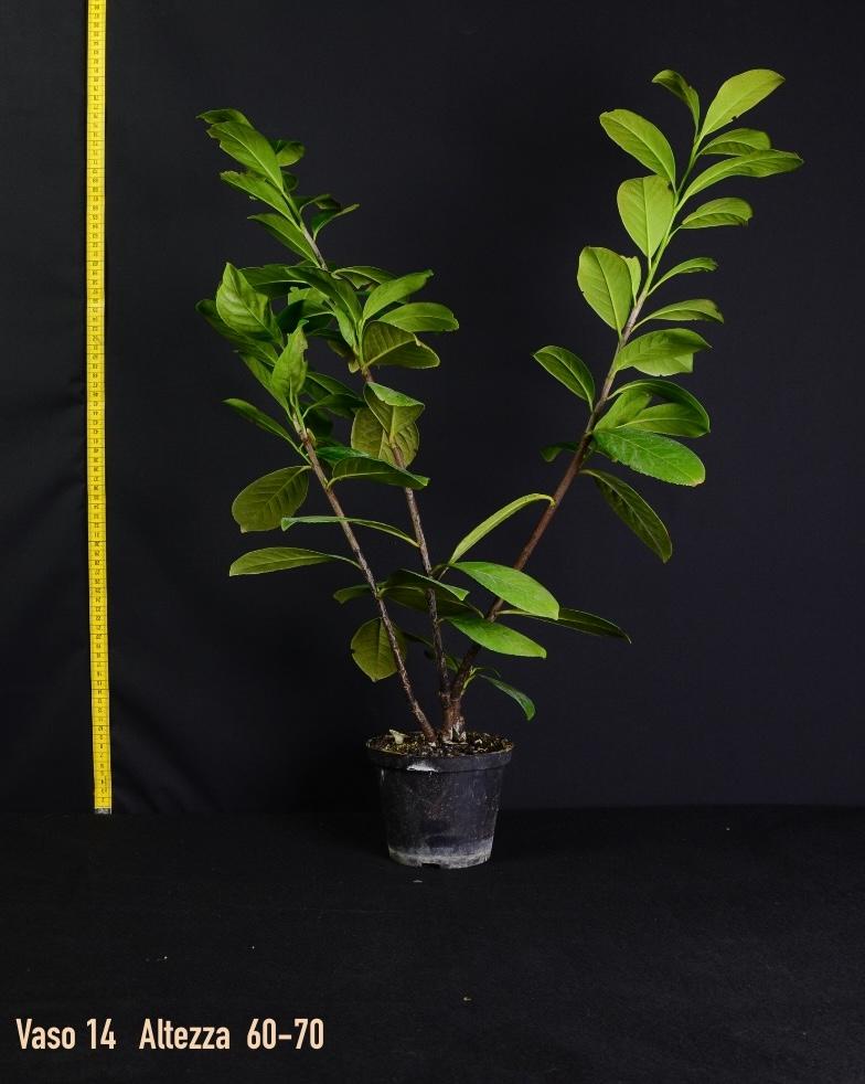 Prunus Laurocerasus (Lauroceraso) - (vaso 14 – h 40/70 cm)