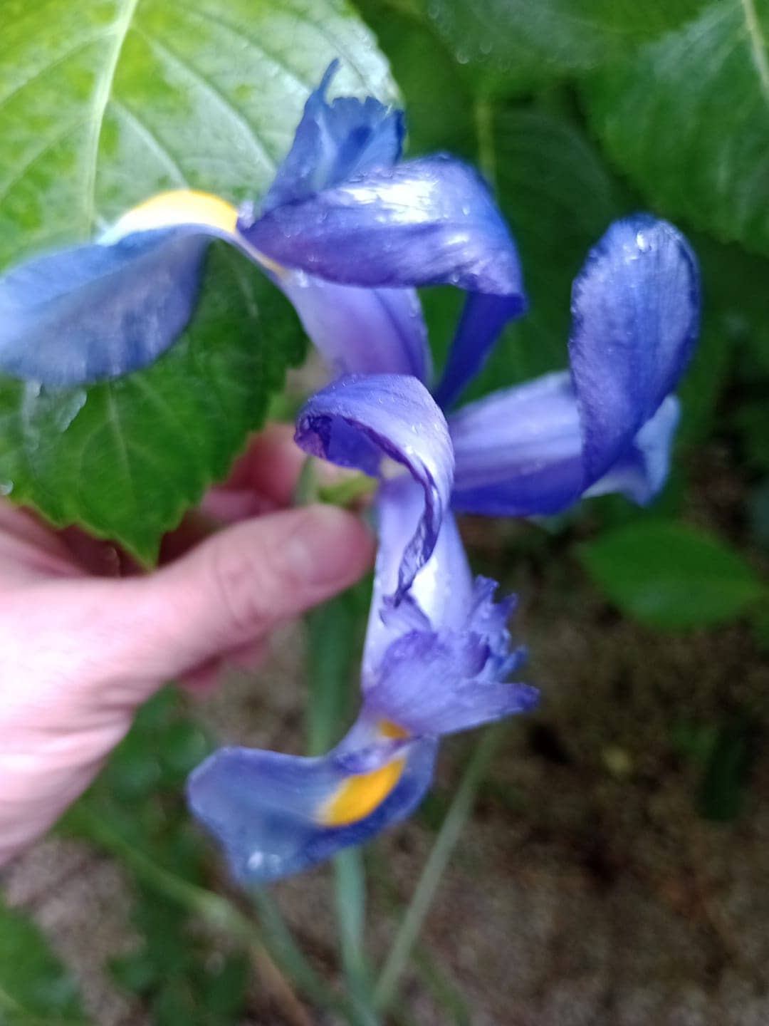 Foto di proprietà del Giardino Alpinia