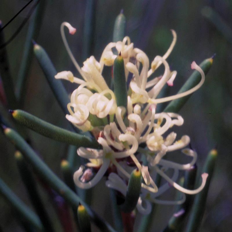 Dagger Hakea