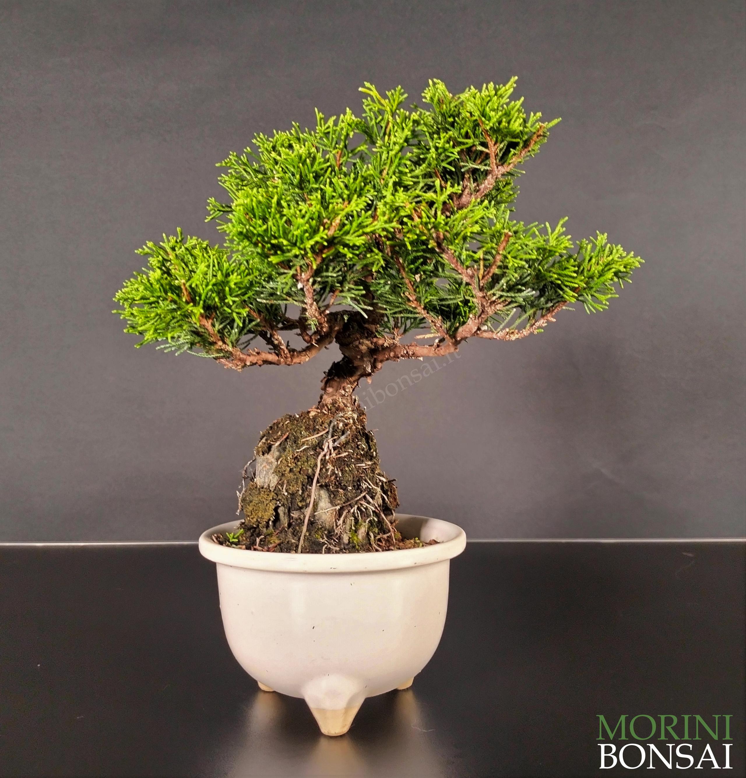 JUNIPERUS ITOIGAWA GI205