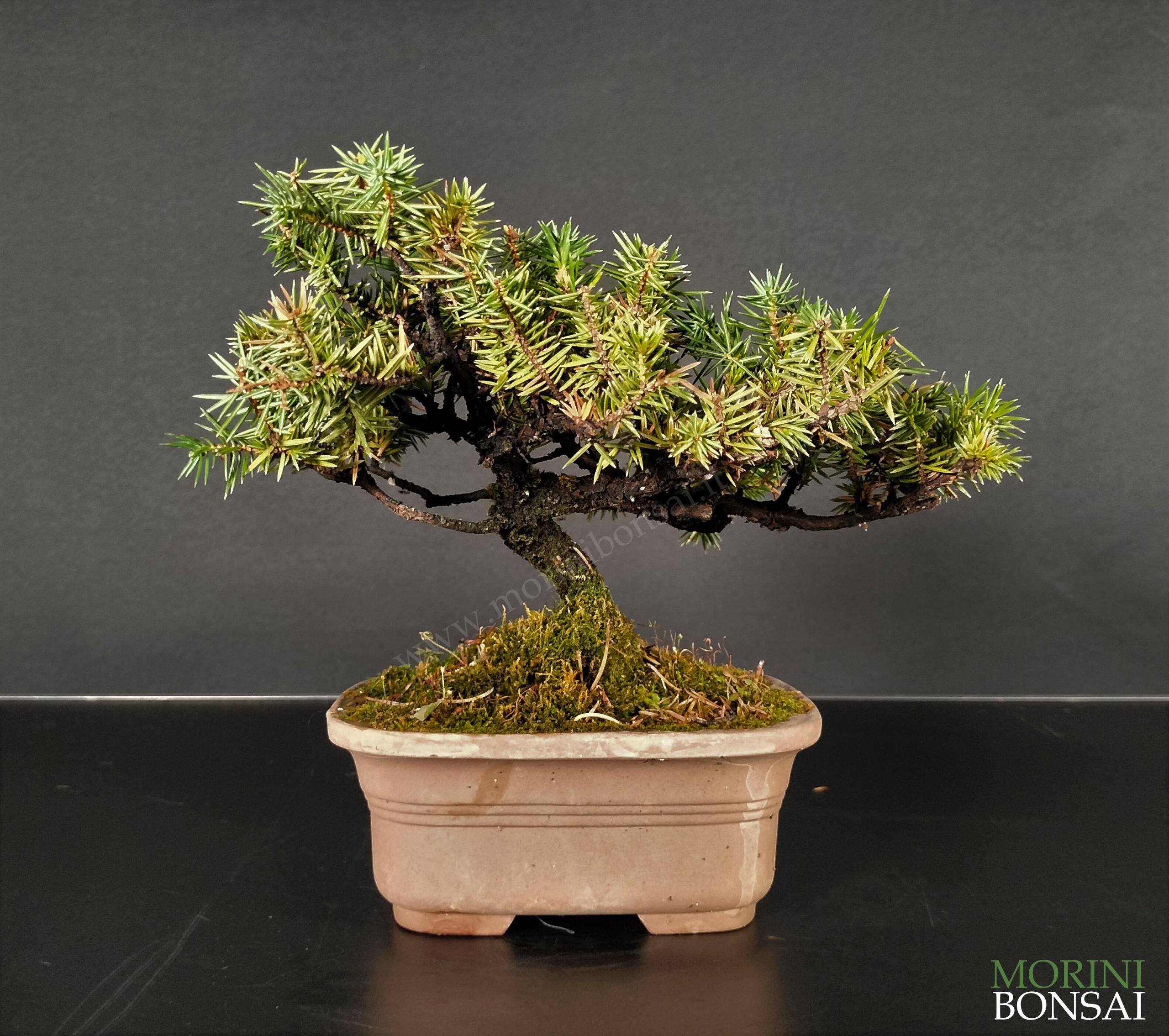 JUNIPERUS RIGIDA GR15