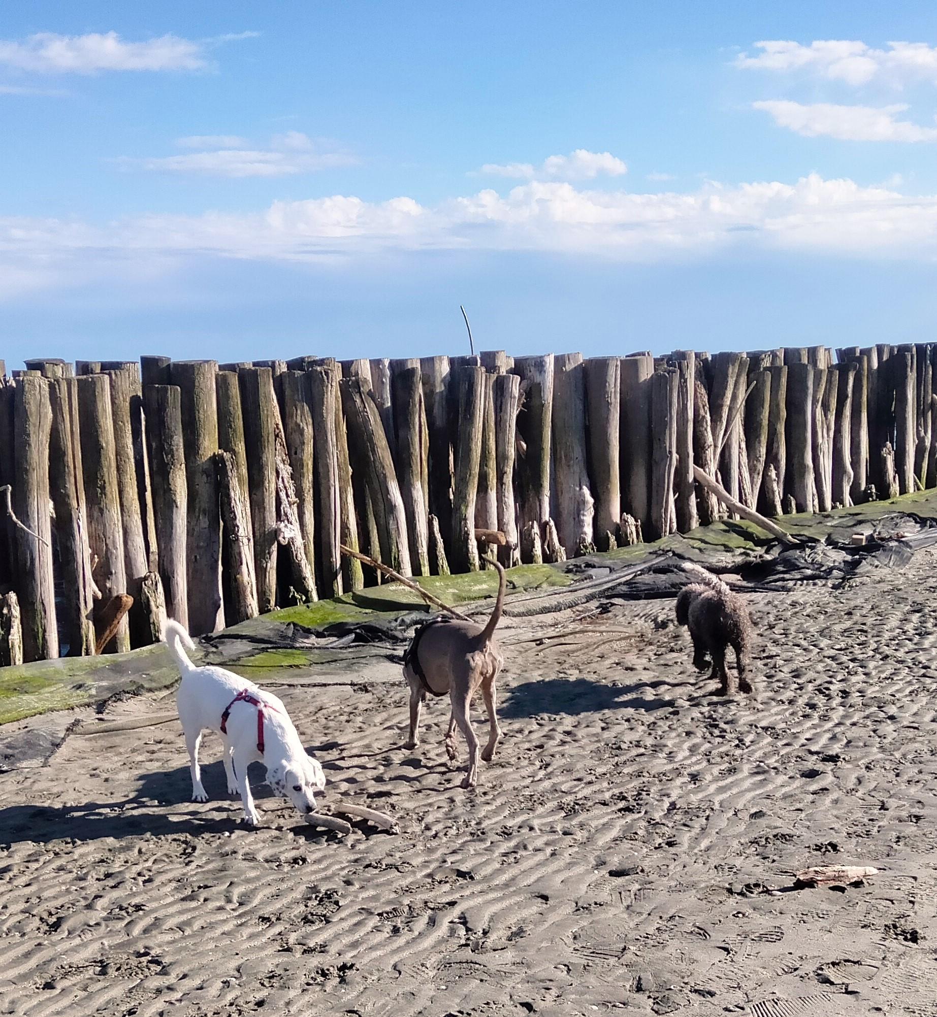 Lido di Volano