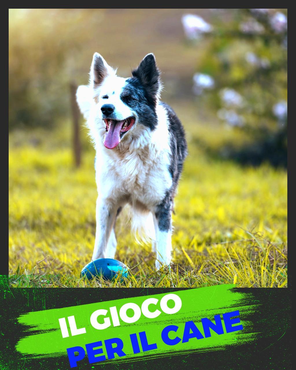 addestramento cani guida Bergamo