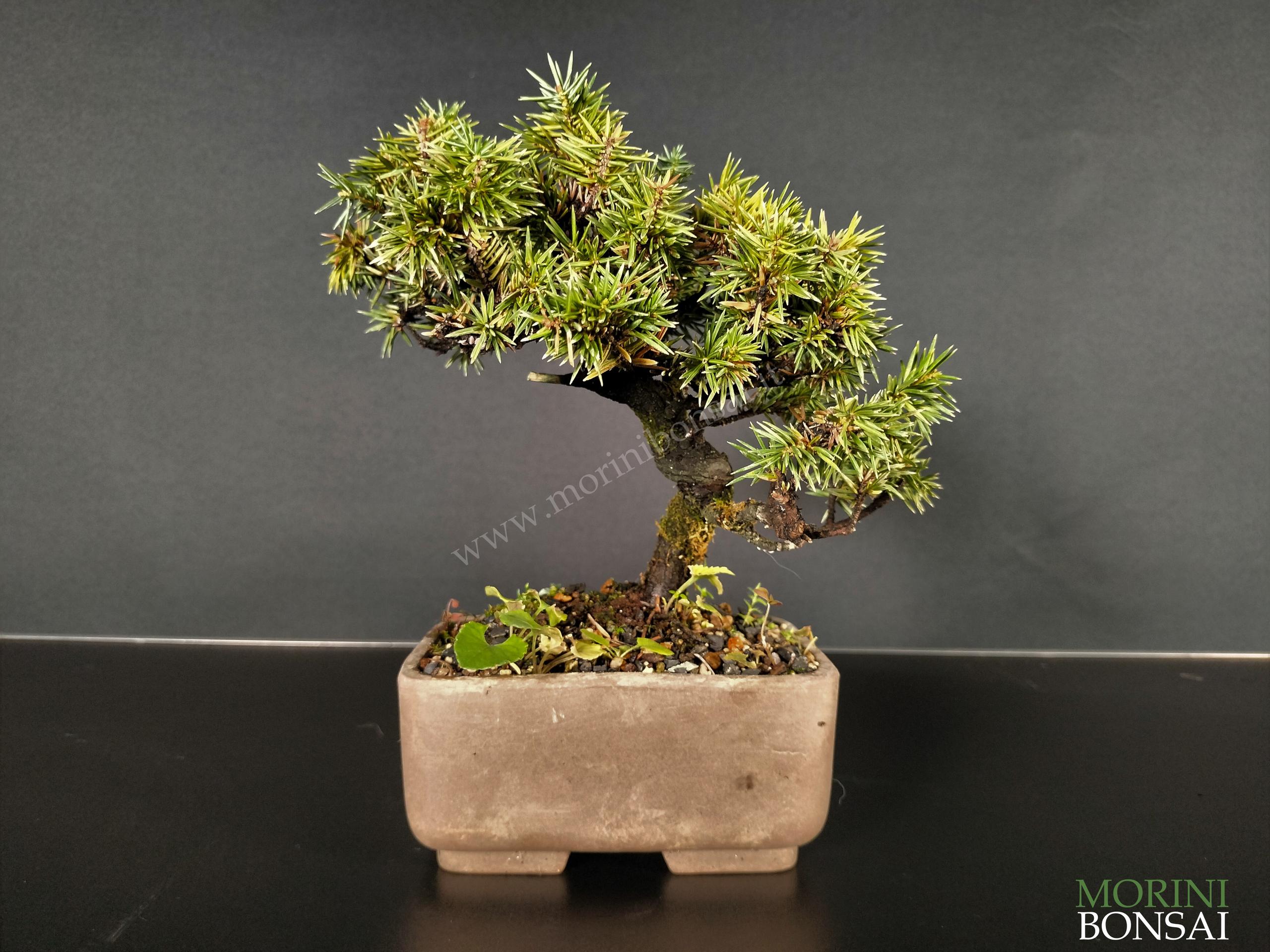 JUNIPERUS RIGIDA GR14