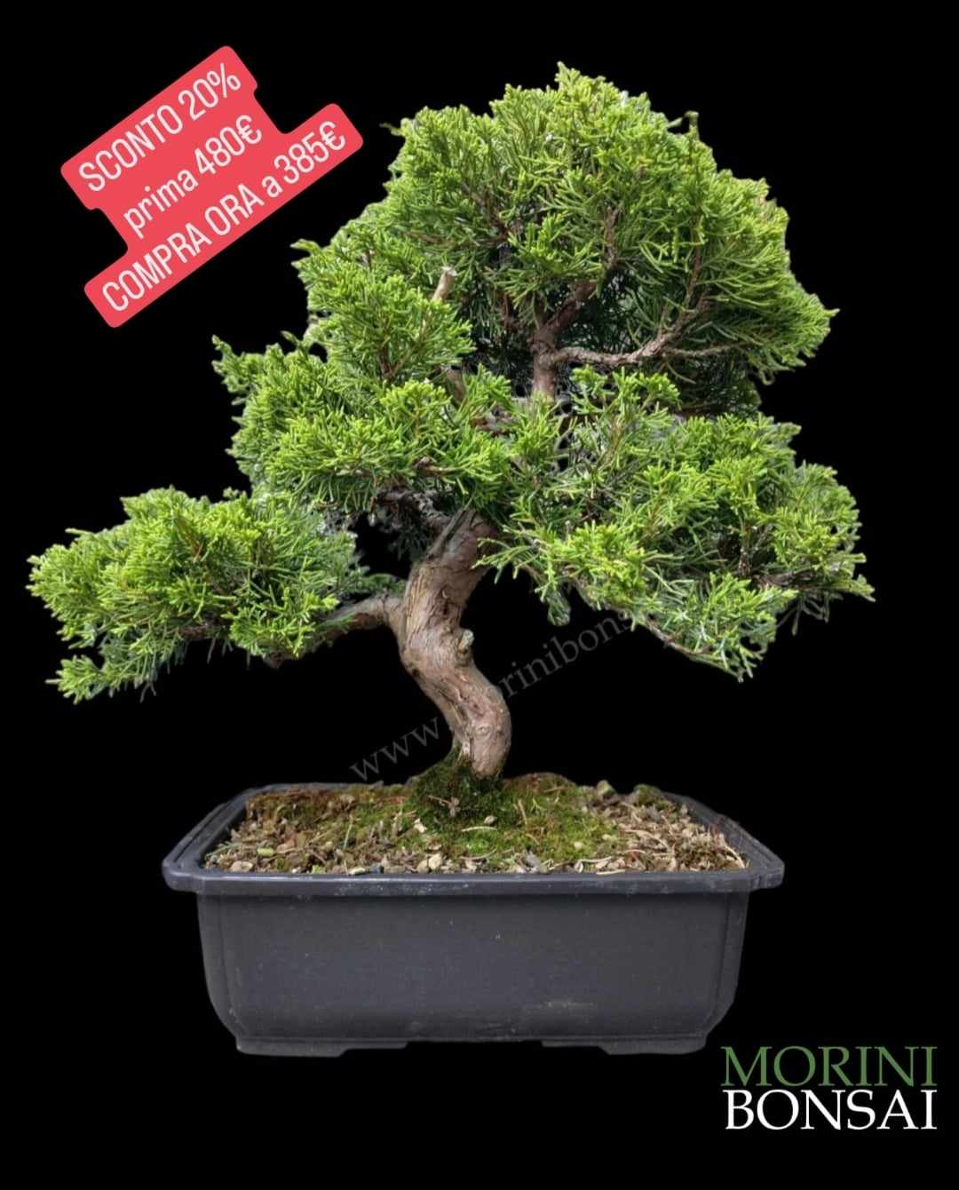 JUNIPERUS ITOIGAWA GIB204