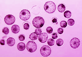 Embrioni Dolcino per Cipressina