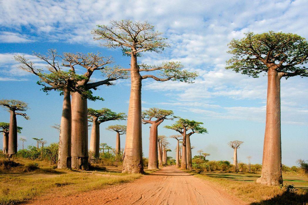 MADAGASCAR - AFRICA