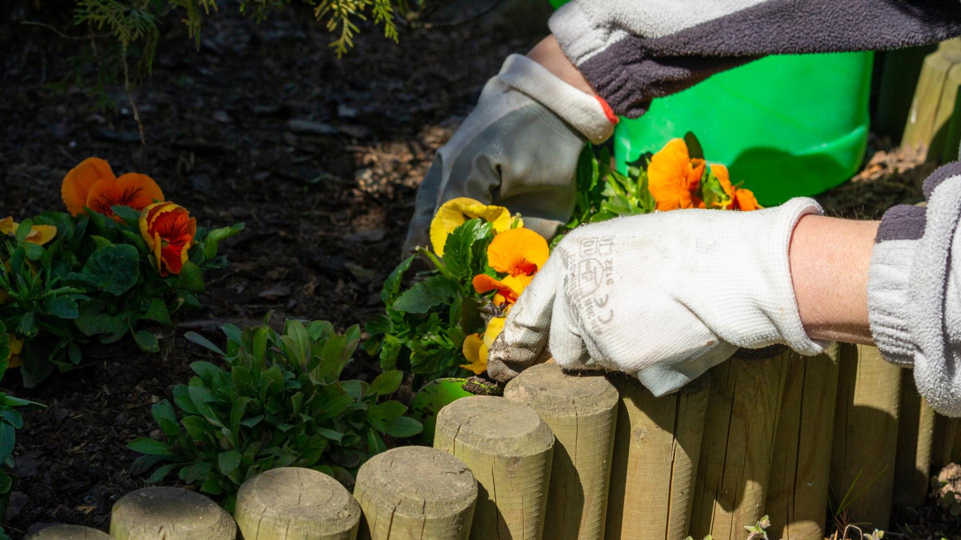 Preparazione e posa delle piantine da giardino