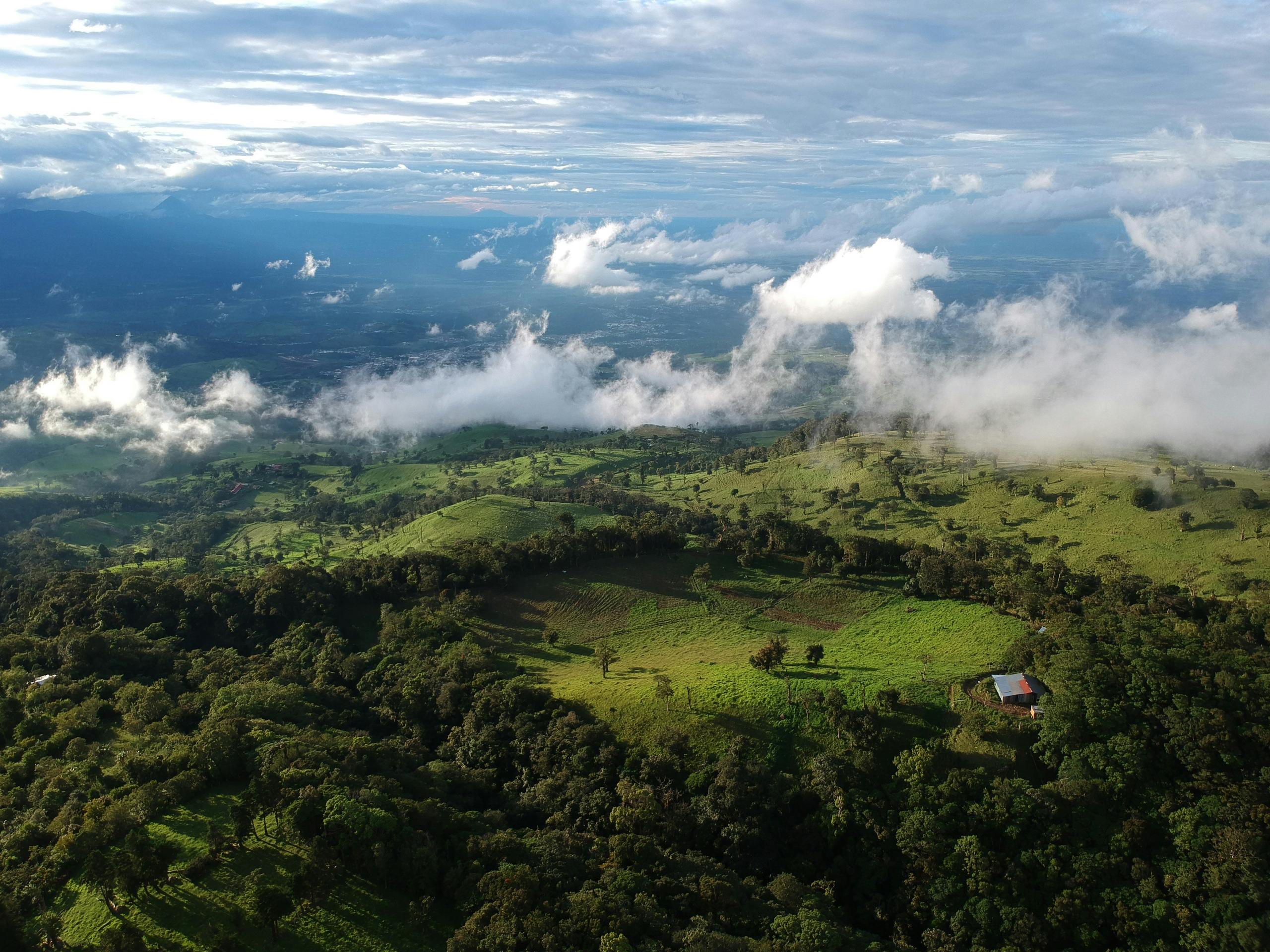 COSTARICA YELLOW HONEY MUJER