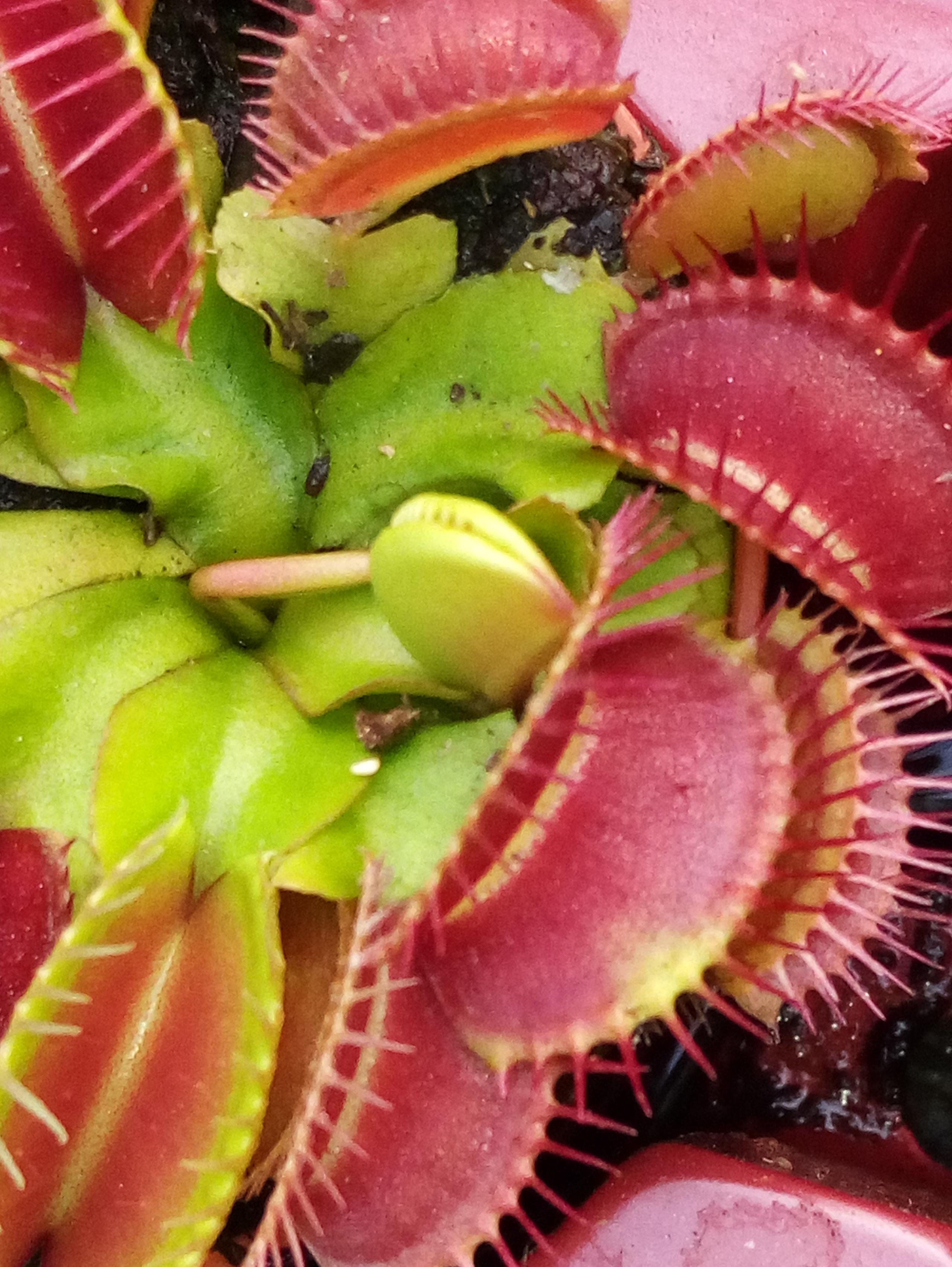 Dionaea muscipula in cultivar (40+ cultivars disponibili)