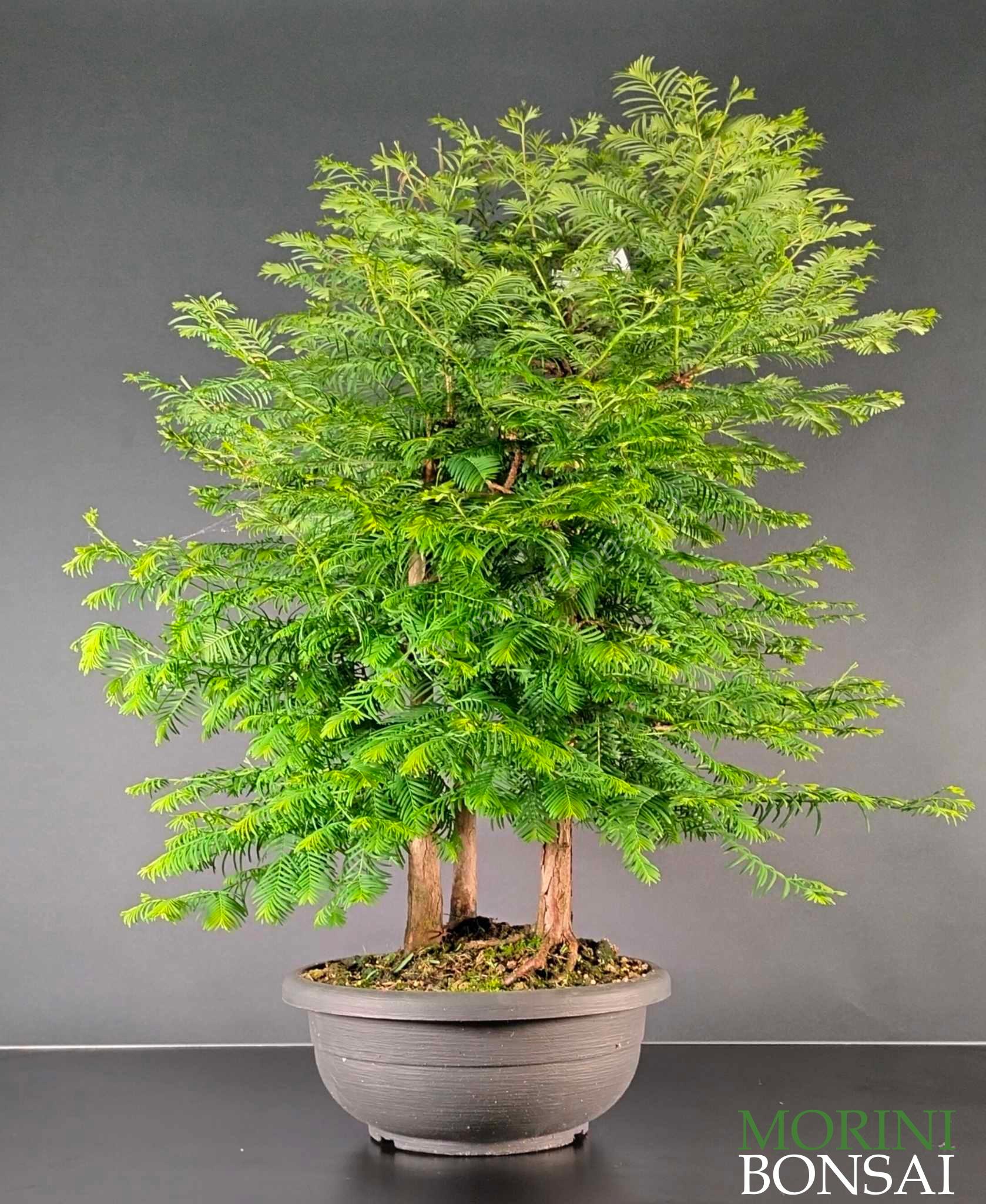 TAXODIUM DISTICHUM (cipresso delle paludi) TD007