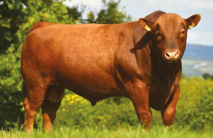 Ballyart Red Tyron -  Matricola: 372218678010321 - Categoria ANGUS