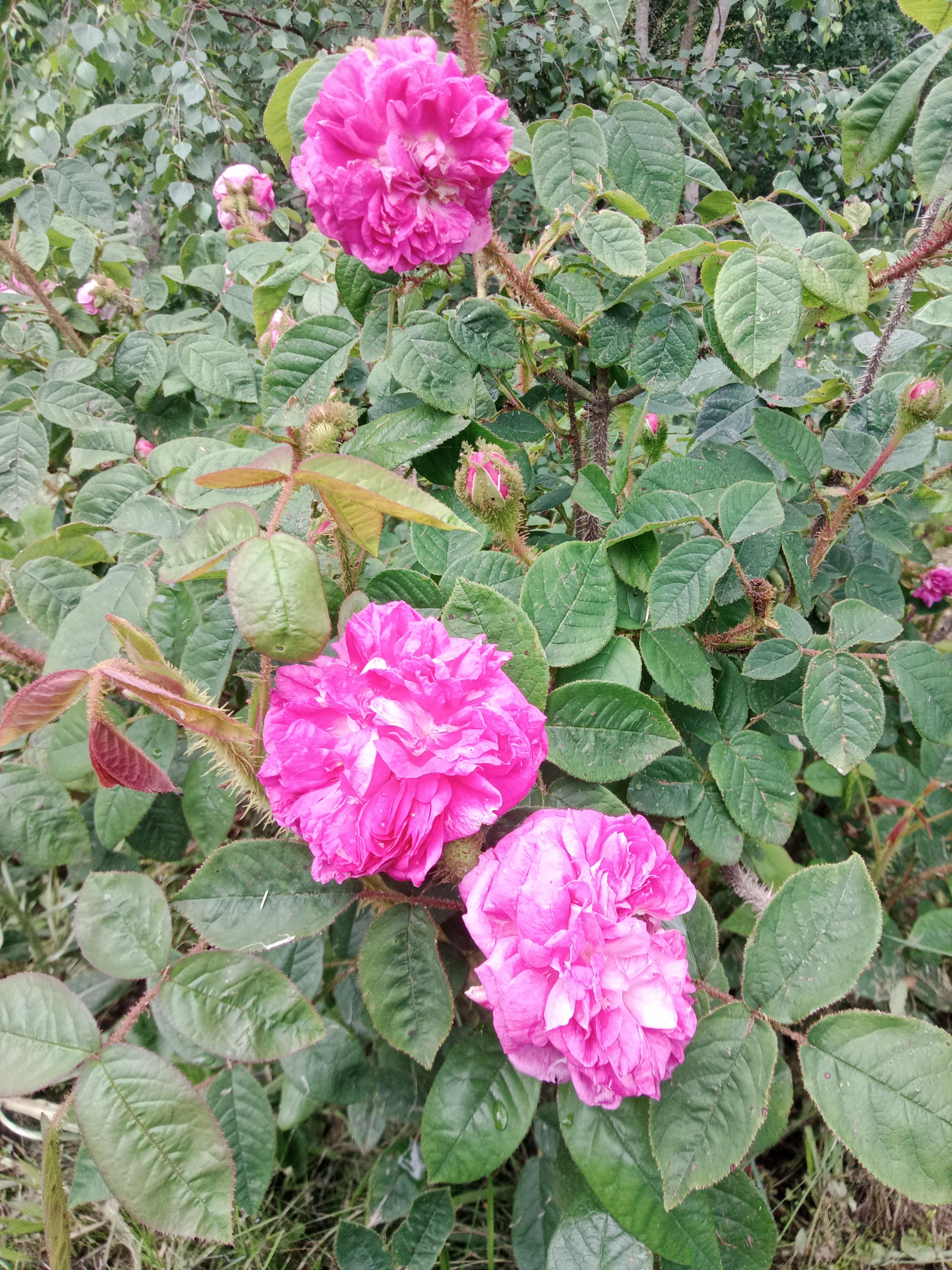 Le rose e la bellezza
