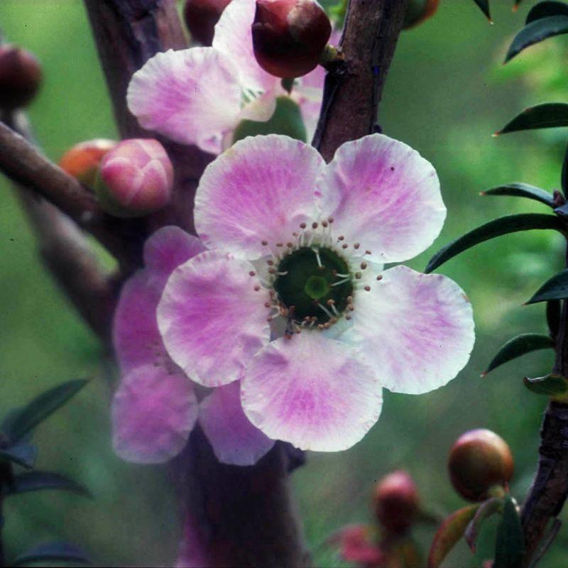 Peach-flowered Tea-tree